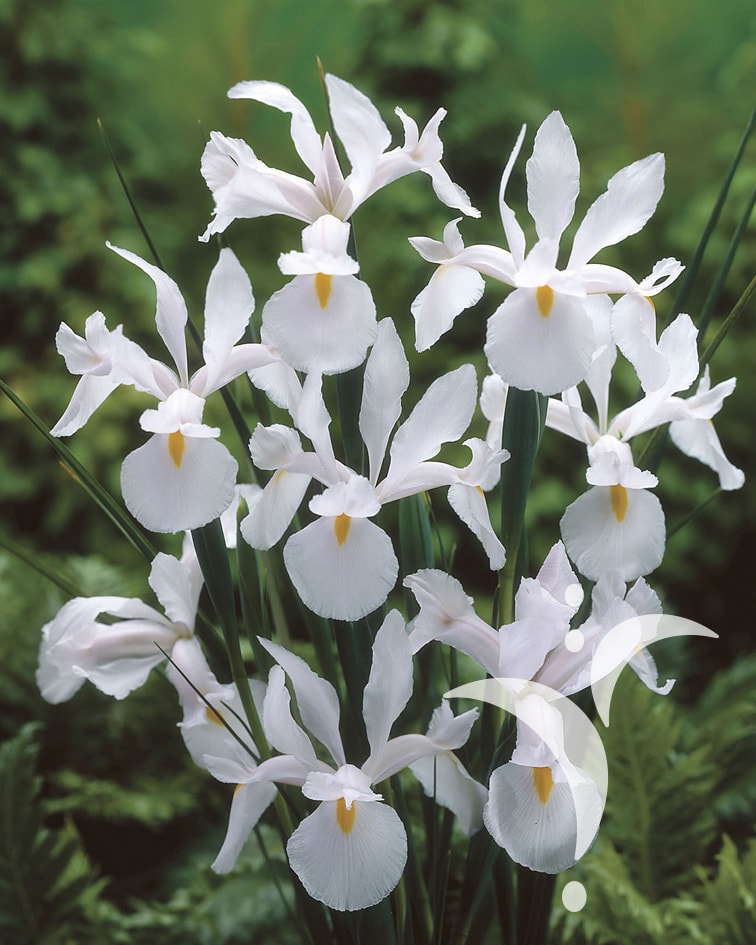 White van Vliet Q.J. Vink & Zonen BV