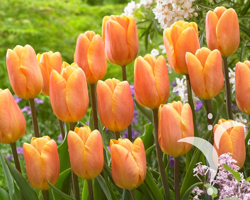 Bellville® Q.J. Vink & Zonen BV