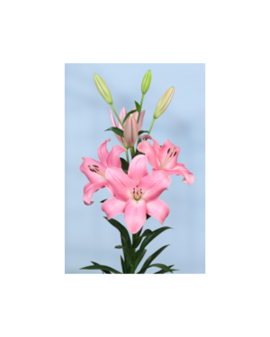 Tirreno