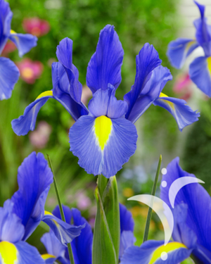 SapphireBeauty