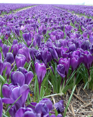 FlowerRecord