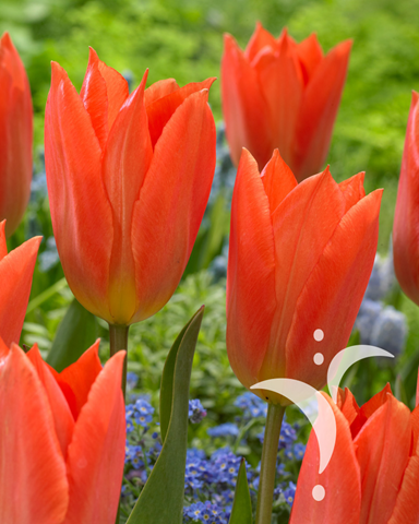 OrangeBrilliant