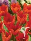 Orange Brilliant ®