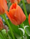 Orange Brilliant ®