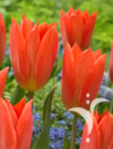 Orange Brilliant ®