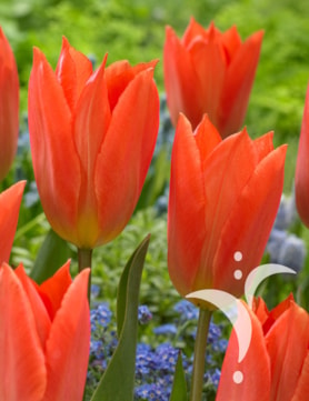 Orange Brilliant ®