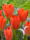 Orange Brilliant ®