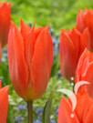 Orange Brilliant ®