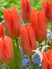 Orange Brilliant ®