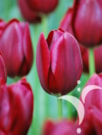National Velvet®