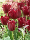 National Velvet®