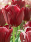 National Velvet®