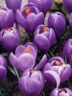 Flower Record