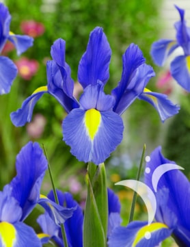 Sapphire Beauty