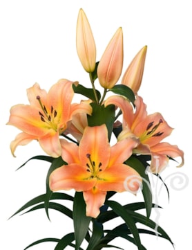 Zelmira®