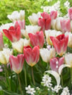 Flaming Purissima®