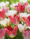 Flaming Purissima®