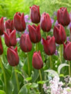 National Velvet®
