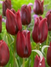 National Velvet®