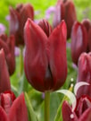 National Velvet®