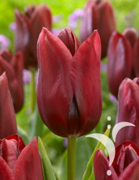 National Velvet®