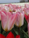 Flaming Purissima®