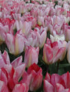 Flaming Purissima®