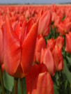 Orange Brilliant ®
