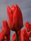 Orange Brilliant ®