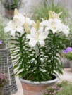 Gwen®