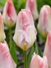 Flaming Purissima®