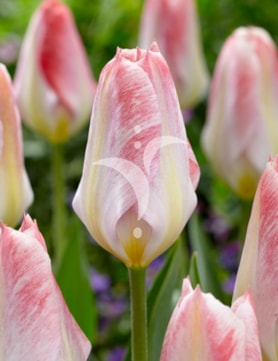 Flaming Purissima®