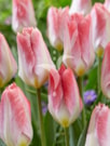 Flaming Purissima®