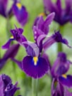 Purple Sensation