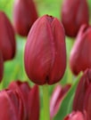 National Velvet®