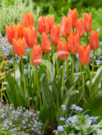 Orange Brilliant ®