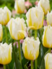 Lemon Beauty ®