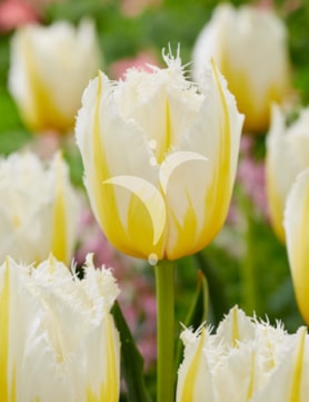 Lemon Beauty ®