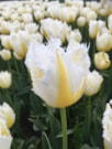 Lemon Beauty ®