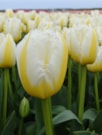 Lemon Beauty ®