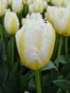 Lemon Beauty ®