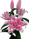 Victorias Secret®