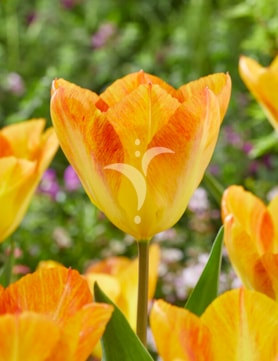 Flaming Desire®