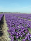 Flower Record