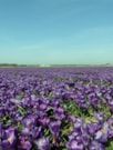 Flower Record