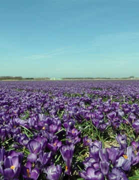 Flower Record