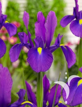 Purple Sensation