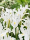 White Excelsior