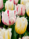 Lemon Beauty ®