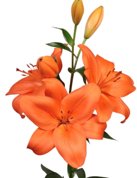 Dutch Passion®